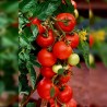 Price: €1.55 - Authentische Alicante Tomatensamen - Seeds Gallery