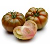 Sementes de Tomate Sic. COSTOLUTO PACHINO