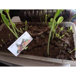 Σπόροι Χρένο ή η Αρμοράκια η αγροτική (Armoracia rusticana) Seeds Gallery - 6