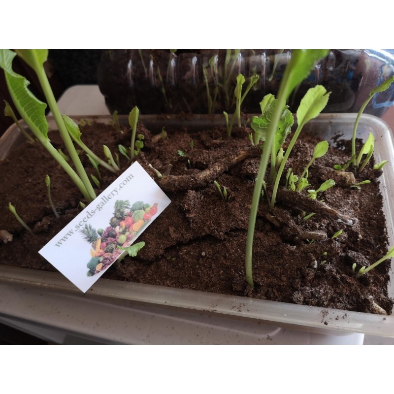 Price: €3.95 - Semillas Rábano Rusticano (Armoracia rusticana) - Seeds Gallery