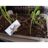 Price: €3.95 - Semillas Rábano Rusticano (Armoracia rusticana) - Seeds Gallery