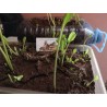Price: €3.95 - Sementes de Rábano-Bastardo (Armoracia rusticana) - Seeds Gallery