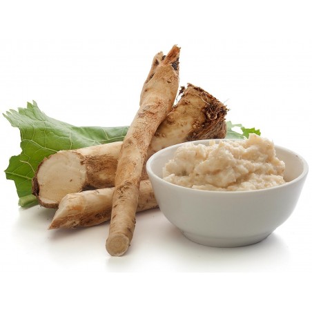 Price: €3.95 - Horseradish Seeds (Armoracia rusticana) - Seeds Gallery