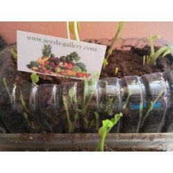 Σπόροι Χρένο ή η Αρμοράκια η αγροτική (Armoracia rusticana) Seeds Gallery - 8