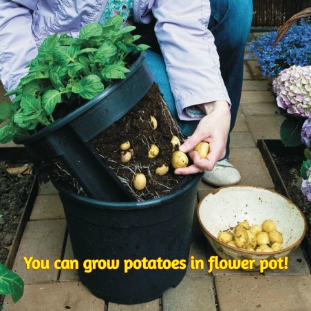 Red Skin - White Flesh KENNEBEC Potato Seeds - 2