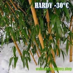 Price: €1.95 - Sementes de Bambu Gigante Madake (Phyllostachys bambusoides) - 