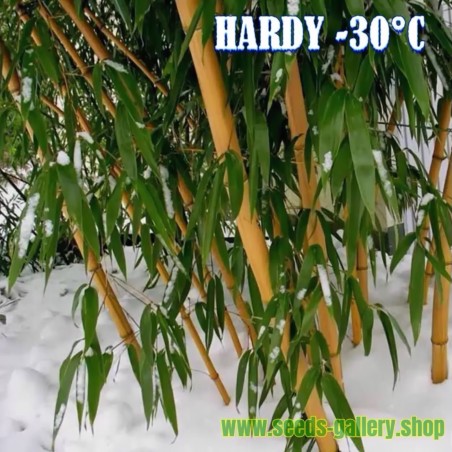 Price: €1.95 - Madake Jätte Bambu Fröer (Phyllostachys bambusoides) - 