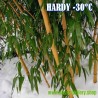 Price: €1.95 - Madake Jätte Bambu Fröer (Phyllostachys bambusoides) - 