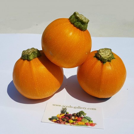 Price: €1.95 - Yellow Round Squash - Zucchini Seeds - Seeds Gallery