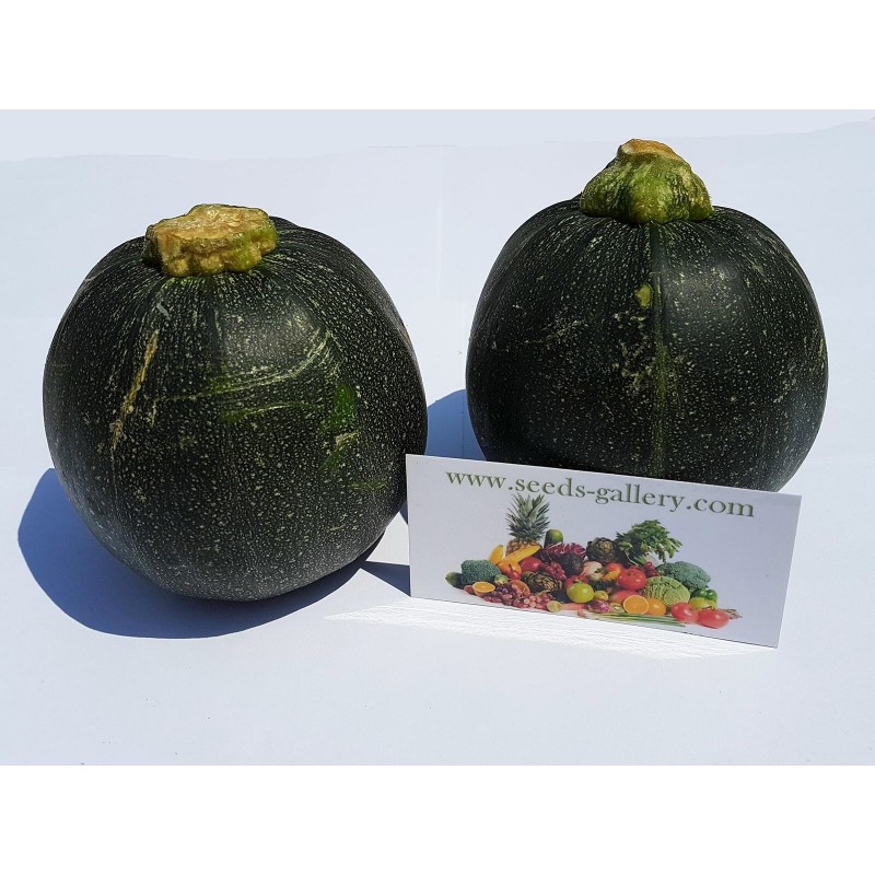 Price: €2.15 - Semillas de calabacín redondo TONDA CHIARA DI TOSCANA - Seeds Gallery