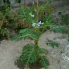 Price: €1.95 - Litchi Tomatensamen - Lulita (Solanum sisymbriifolium) - 
