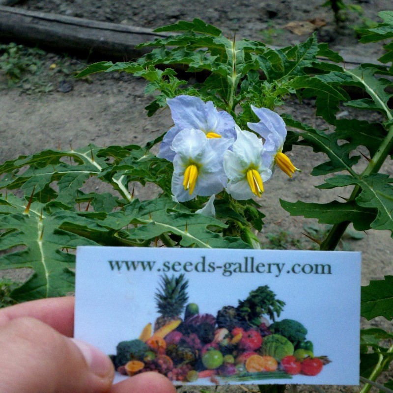 Price: €1.95 - Litchi Tomatensamen - Lulita (Solanum sisymbriifolium) - 