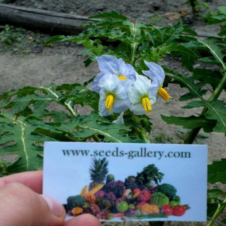 Price: €1.95 - Litchi Tomatensamen - Lulita (Solanum sisymbriifolium) -
