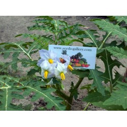 Litchi Paradajz Seme (Solanum sisymbriifolium) Seeds Gallery - 10
