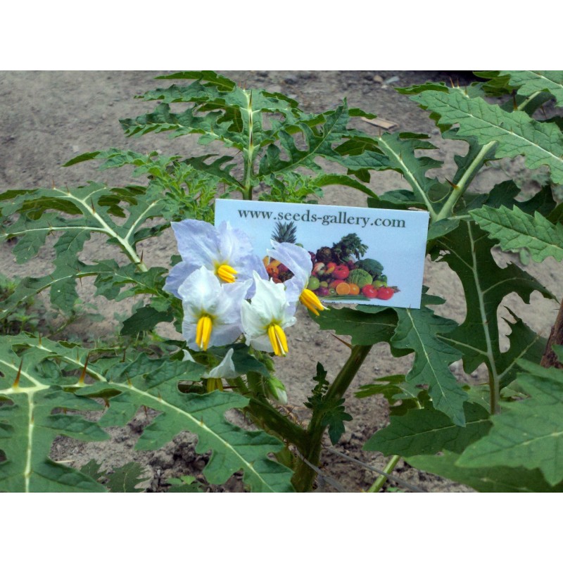 Price: €1.95 - Litchi Tomatensamen - Lulita (Solanum sisymbriifolium) - 
