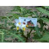 Price: €1.95 - Litchi Tomatensamen - Lulita (Solanum sisymbriifolium) - 