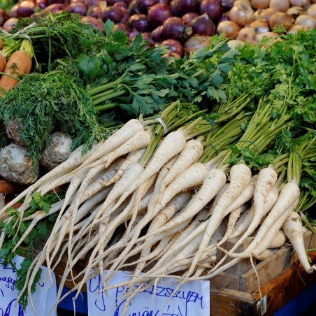 Petersilie Samen Berliner Wurzelpetersilie Saatgut