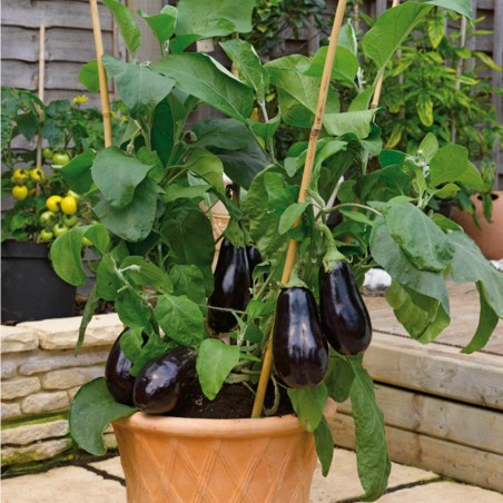 Price: €1.95 - Plavi Patlidzan Seme Domaci Dugi -