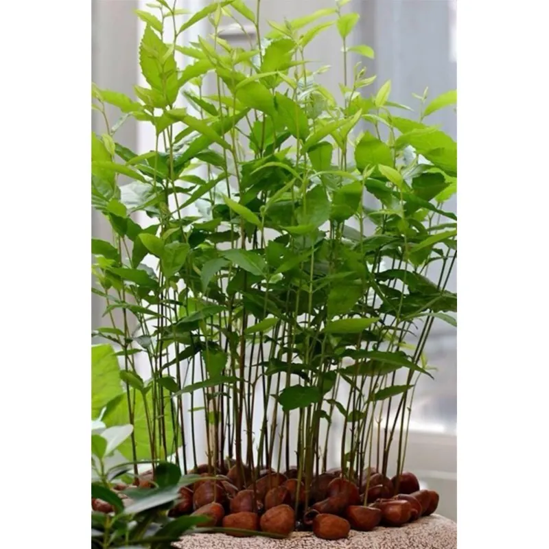 Σπόροι Γλυκό κάστανο - Marron (Castanea sativa)
