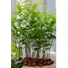 Price: €2.5 - Äkta kastanj Frön (Castanea sativa) - 