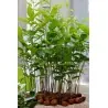 Σπόροι Γλυκό κάστανο - Marron (Castanea sativa)