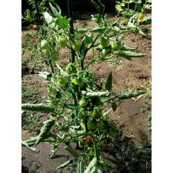 Fiaschetto Tomato Seeds Seeds Gallery - 6