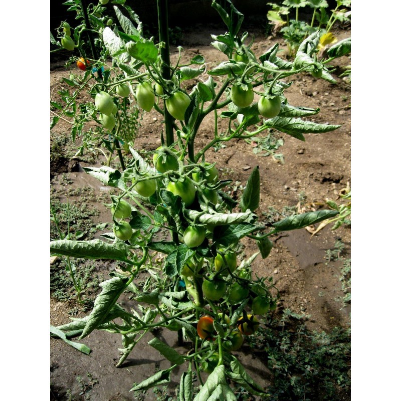Price: €1.95 - Fiaschetto Tomato Seeds - 