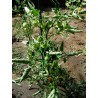 Price: €1.95 - Semi di pomodoro Fiaschetto - 