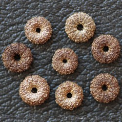Common Mallow Seeds (Malva sylvestris)  - 1