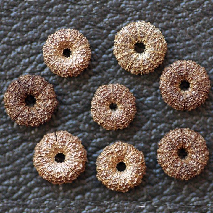 Common Mallow Seeds (Malva sylvestris mauritanica) - 1.665
