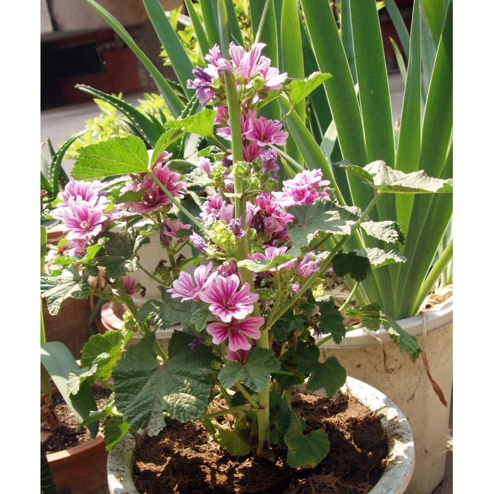 Common Mallow Seeds (Malva sylvestris mauritanica) - 1.665