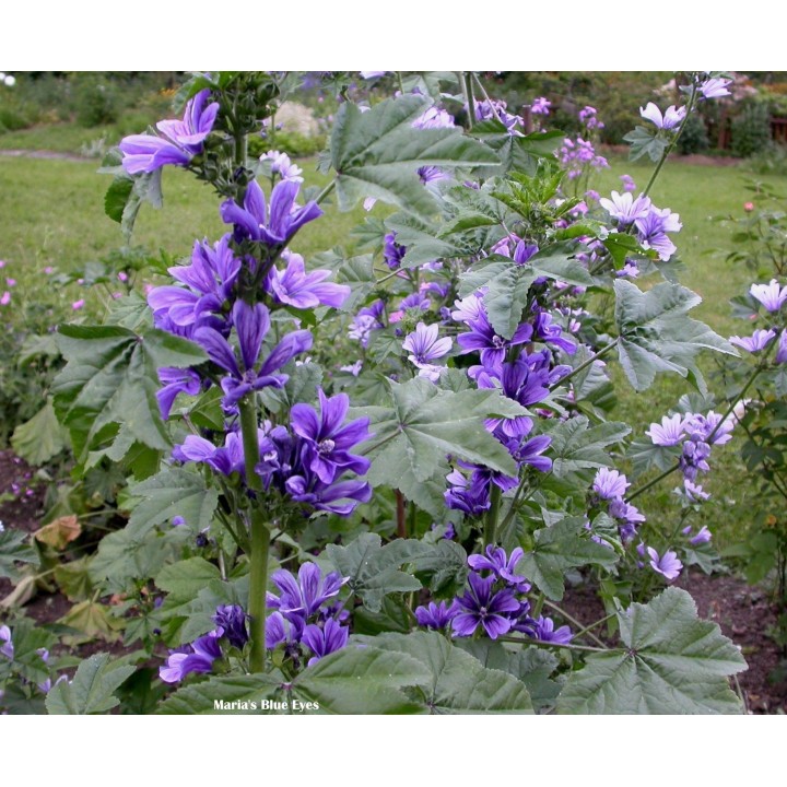 Common Mallow Seeds (Malva sylvestris mauritanica) - 1.665