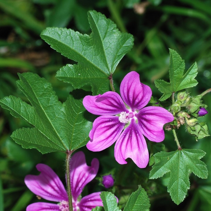 Common Mallow Seeds (Malva sylvestris mauritanica) - 1.665