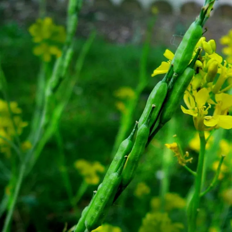 Semințe de Muștar negru (Brassica Nigra)