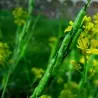 Semințe de Muștar negru (Brassica Nigra)