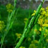 Price: €1.45 - Graines de Moutarde noire (Brassica nigra) - Seeds Gallery