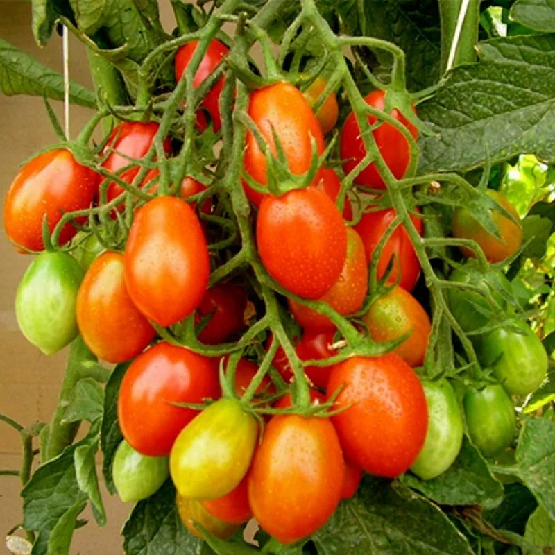 Piccadilly Plum Small Vine tomato Seeds