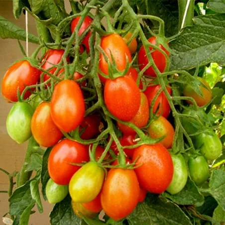 Piccadilly Plum Small Vine tomato Seeds
