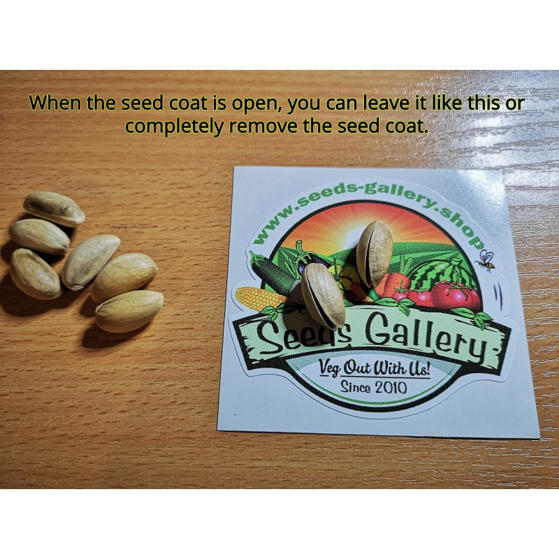 Price: €1.65 - Pistachio Seeds Greek Variety "Aegina" (Pistacia vera) - 