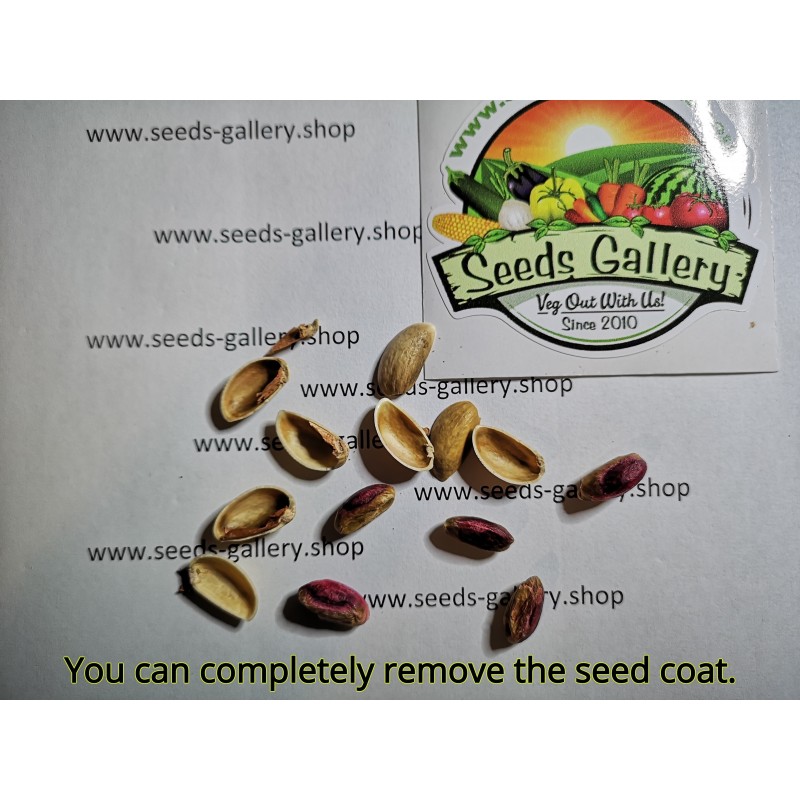 Price: €1.65 - Pistachio Seeds Greek Variety "Aegina" (Pistacia vera) - 