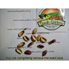 Price: €1.65 - Pistachio Seeds Greek Variety "Aegina" (Pistacia vera) - 