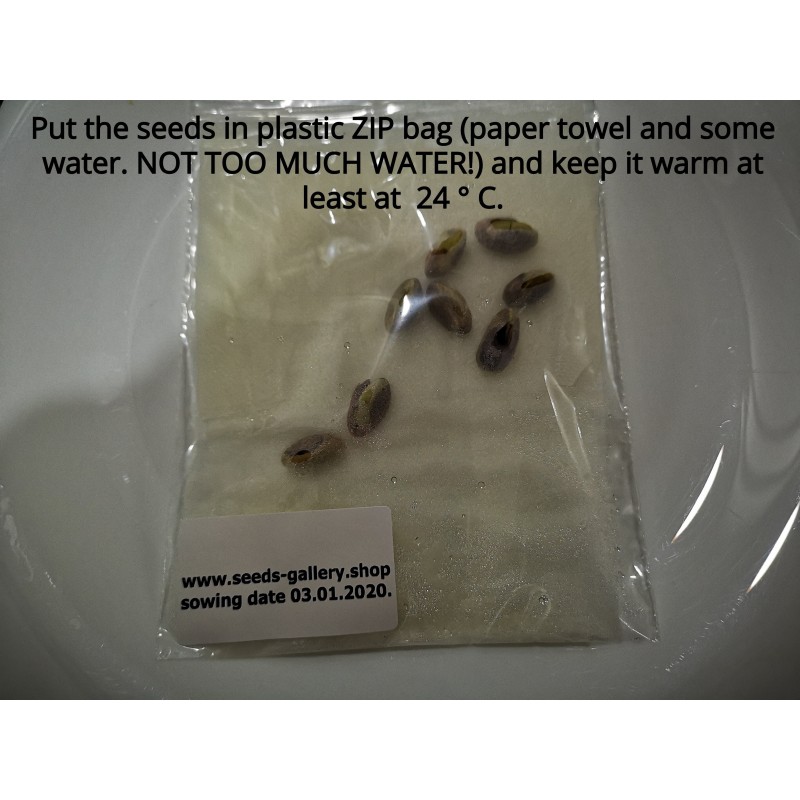 Price: €1.65 - Pistachio Seeds Greek Variety "Aegina" (Pistacia vera) - 