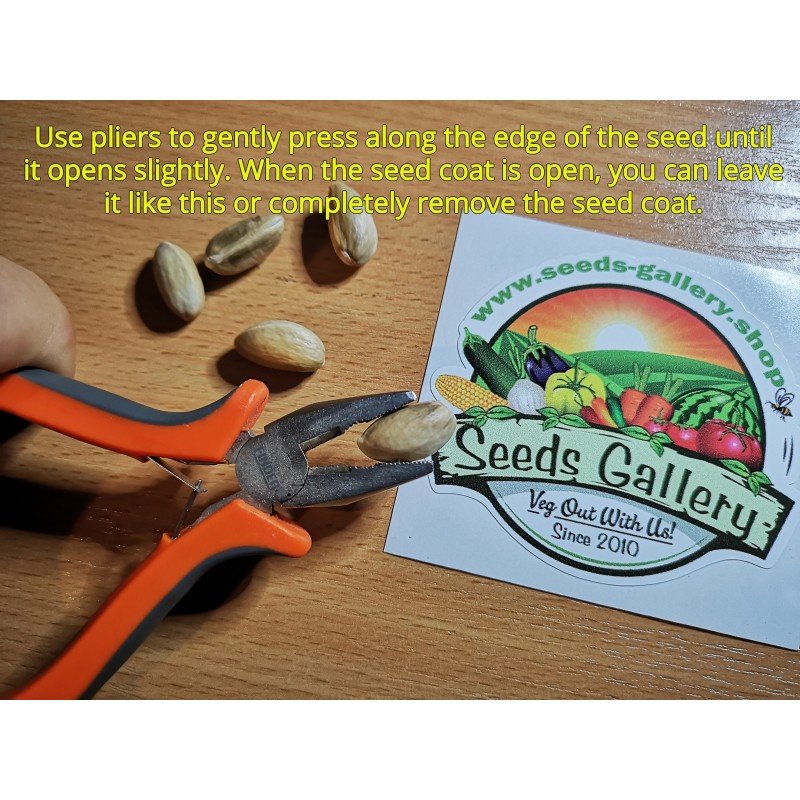 Price: €1.65 - Pistac Seme, Seme Pistaca, Antep Pistaci (Pistacia vera) - 