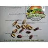 Graines de Pistachier (Pistacia vera)