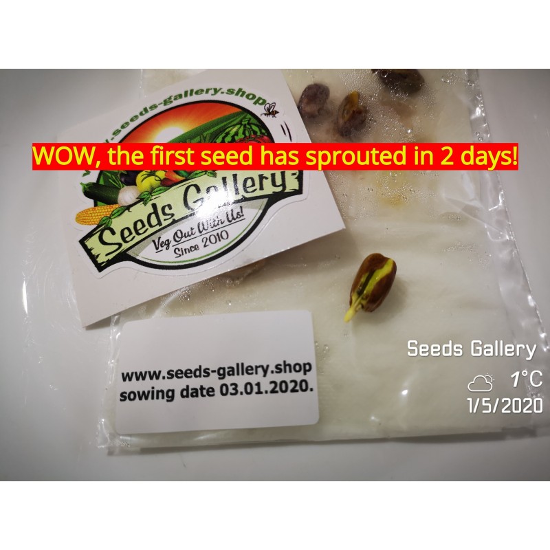 Price: €1.65 - Pistachio Seeds Greek Variety "Aegina" (Pistacia vera) - 