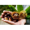 Price: €2.5 - Äkta kastanj Frön (Castanea sativa) - 