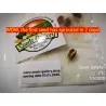 Graines de Pistachier (Pistacia vera)