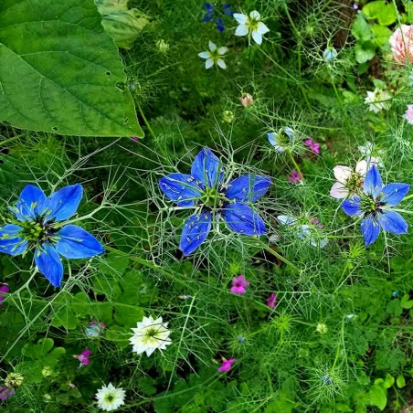 Price: €2.15 - Echte Schwarzkümmel Samen (Nigella sativa) -