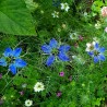 Price: €2.15 - Semillas de Ajenuz o Comino Negro (nigella sativa) - 