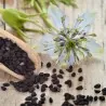 Black Caraway, Black Cumin Seeds (Nigella sativa)